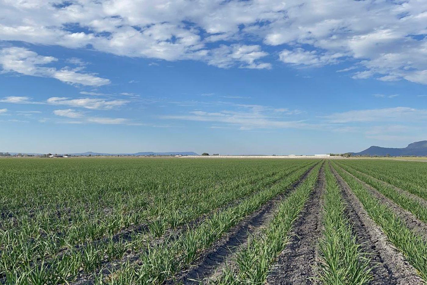 Campo abierto de hortalizas asiáticas en Guanajuato