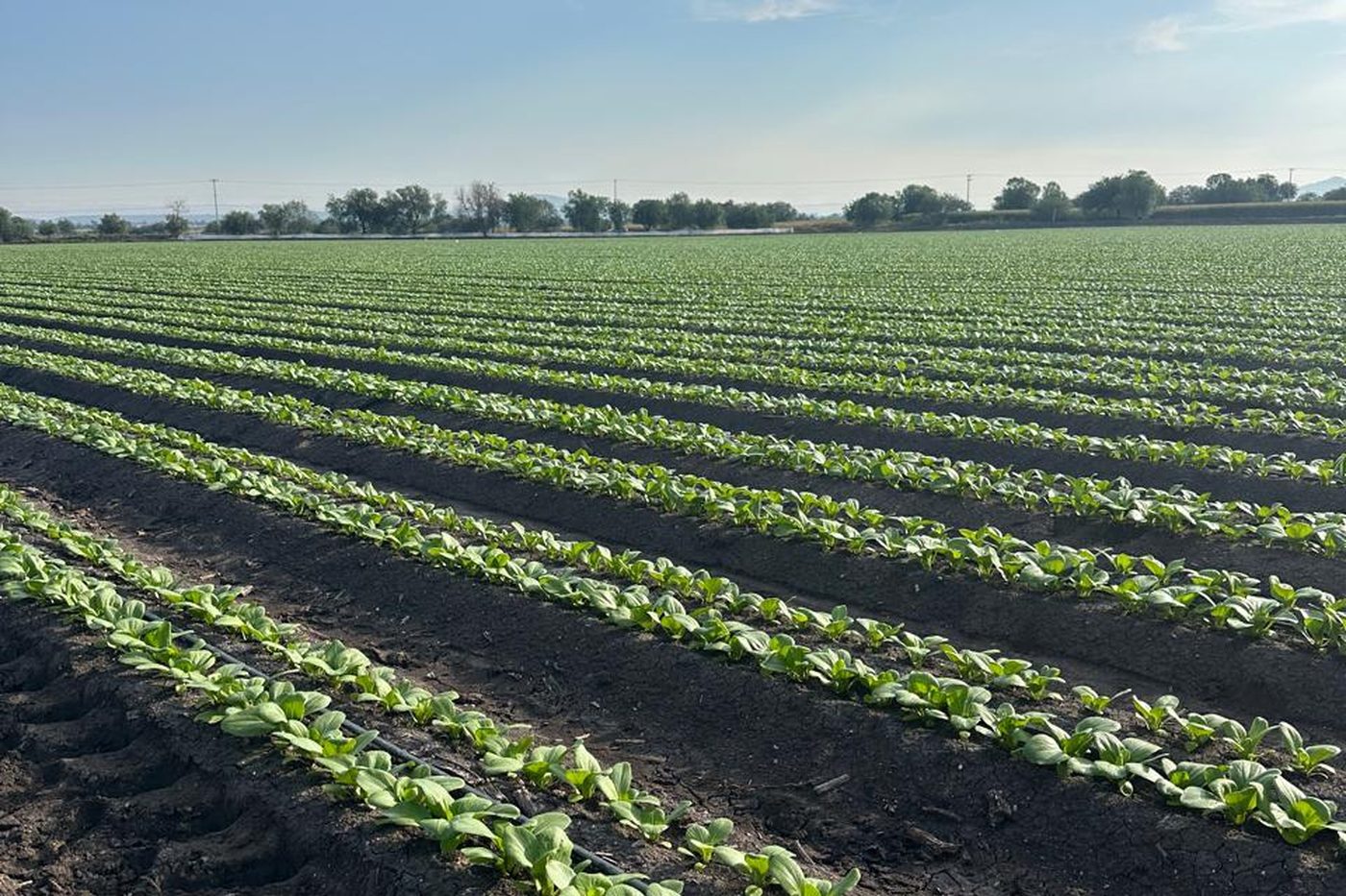 Surcos de bok choy en tierra oscura