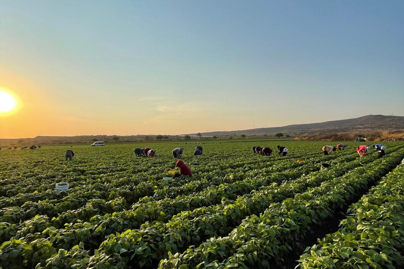 Cuadrilla de cosecha trabajando los surcos al atardecer